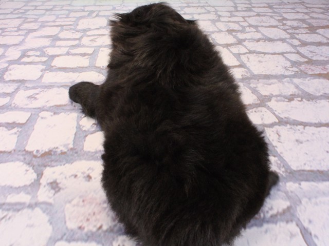 兵庫県のペキニーズ (Coo&RIKU尼崎店/2025年12月20日生まれ/女の子/ブラック)の子犬の4枚目の画像