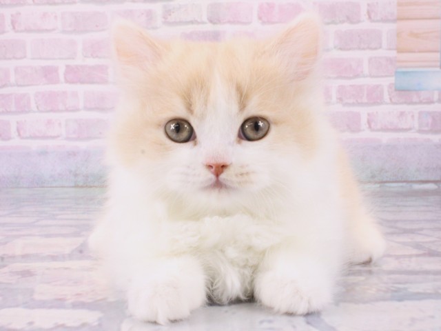 大阪府のマンチカン (Coo&RIKU心斎橋店/2025年12月12日生まれ/男の子/クリームタビーホワイト)の子猫の1枚目の画像