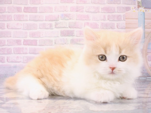 大阪府のマンチカン (Coo&RIKU心斎橋店/2025年12月12日生まれ/男の子/クリームタビーホワイト)の子猫の2枚目の画像