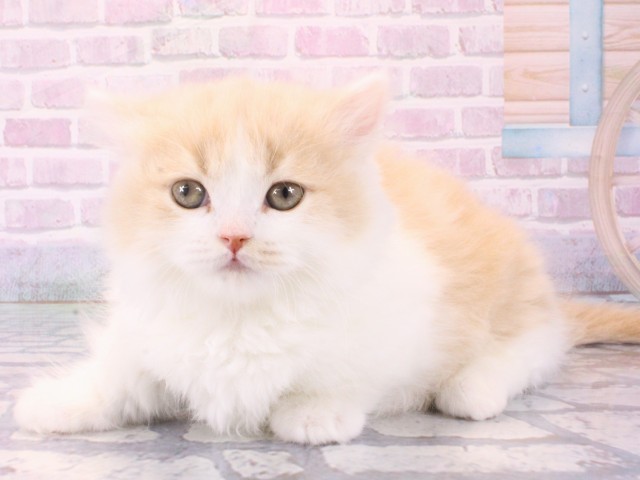 大阪府のマンチカン (Coo&RIKU心斎橋店/2025年12月12日生まれ/男の子/クリームタビーホワイト)の子猫の3枚目の画像