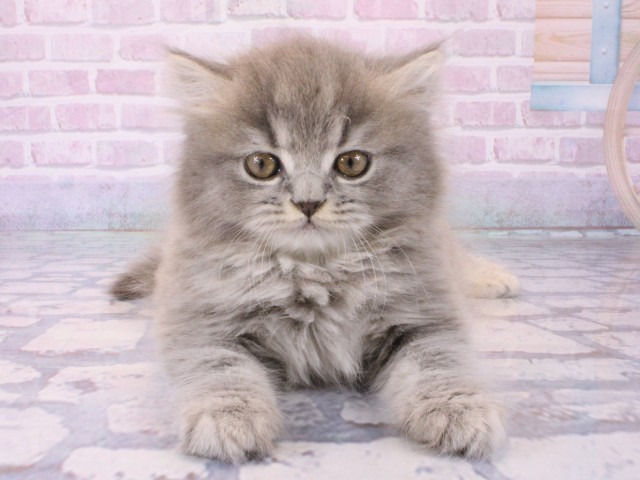 大阪府のブリティッシュロングヘアー (Coo&RIKU梅田店/2025年12月18日生まれ/男の子/ブルータビー)の子猫の1枚目の画像