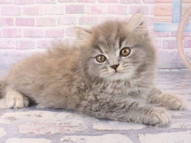 大阪府のブリティッシュロングヘアー (Coo&RIKU梅田店/2025年12月18日生まれ/男の子/ブルータビー)の子猫の2枚目の画像