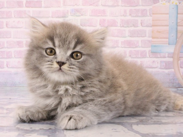 大阪府のブリティッシュロングヘアー (Coo&RIKU梅田店/2025年12月18日生まれ/男の子/ブルータビー)の子猫の3枚目の画像