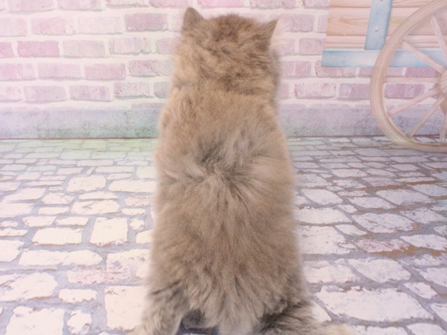 大阪府のブリティッシュロングヘアー (Coo&RIKU梅田店/2025年12月18日生まれ/男の子/ブルータビー)の子猫の4枚目の画像