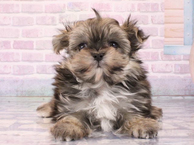 兵庫県のポメマル/マルポメ(ポメラニアン×マルチーズ) (Coo&RIKU姫路店/2025年12月21日生まれ/男の子/フォーン)の子犬の1枚目の画像