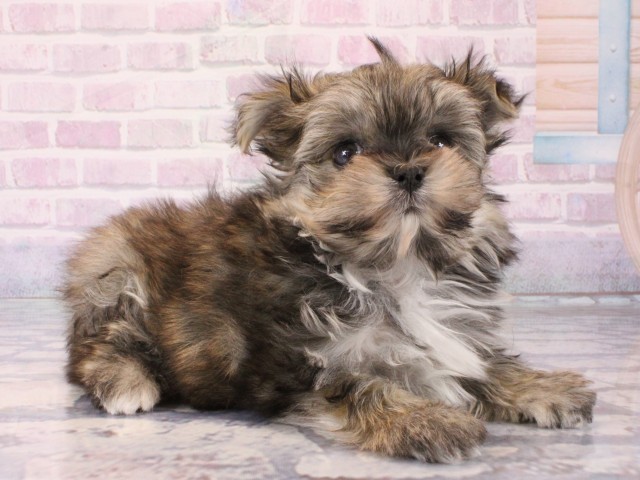 兵庫県のポメマル/マルポメ(ポメラニアン×マルチーズ) (Coo&RIKU姫路店/2025年12月21日生まれ/男の子/フォーン)の子犬の2枚目の画像