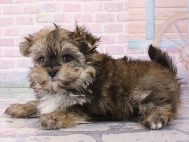 兵庫県のポメマル/マルポメ(ポメラニアン×マルチーズ) (Coo&RIKU姫路店/2025年12月21日生まれ/男の子/フォーン)の子犬の3枚目の画像