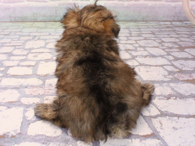 兵庫県のポメマル/マルポメ(ポメラニアン×マルチーズ) (Coo&RIKU姫路店/2025年12月21日生まれ/男の子/フォーン)の子犬の4枚目の画像