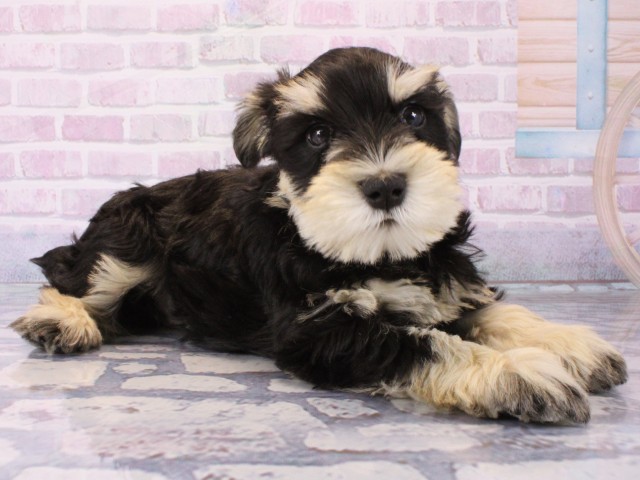 兵庫県のミニチュアシュナウザー (Coo&RIKU明石店/2025年12月19日生まれ/男の子/ブラックシルバー)の子犬の2枚目の画像