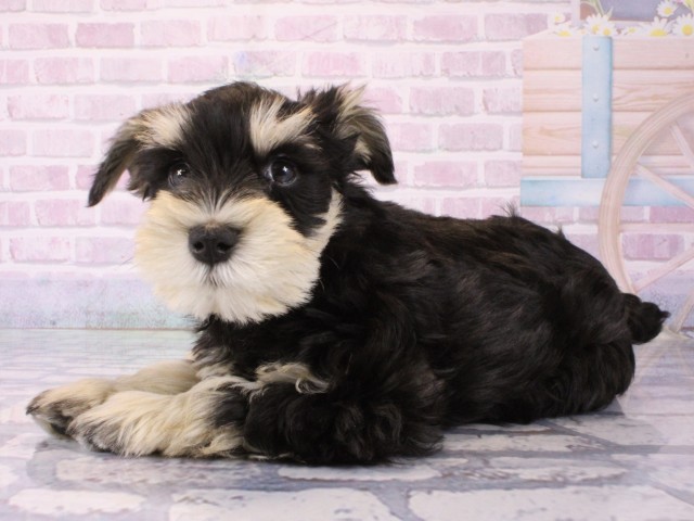 兵庫県のミニチュアシュナウザー (Coo&RIKU明石店/2025年12月19日生まれ/男の子/ブラックシルバー)の子犬の3枚目の画像