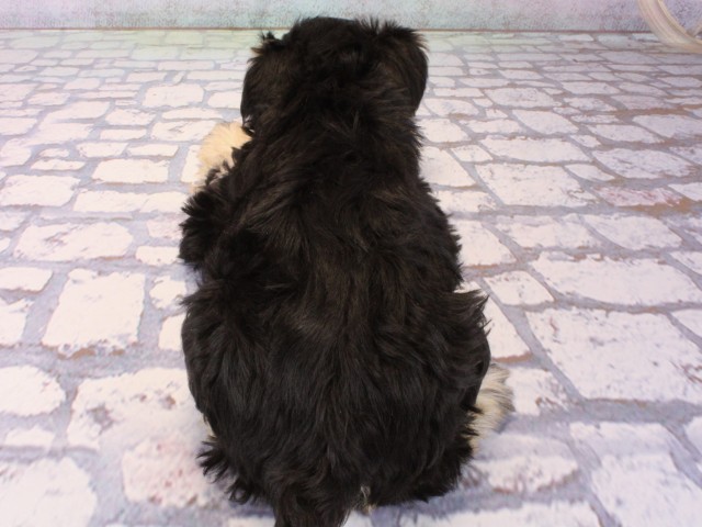 兵庫県のミニチュアシュナウザー (Coo&RIKU明石店/2025年12月19日生まれ/男の子/ブラックシルバー)の子犬の4枚目の画像