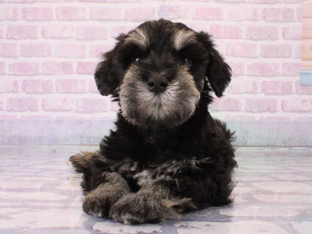 京都府のミニチュアシュナウザー (Coo&RIKU京都河原町店/2025年12月21日生まれ/女の子/ブラックシルバー)の子犬の1枚目の画像