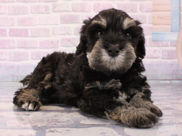 京都府のミニチュアシュナウザー (Coo&RIKU京都河原町店/2025年12月21日生まれ/女の子/ブラックシルバー)の子犬の2枚目の画像