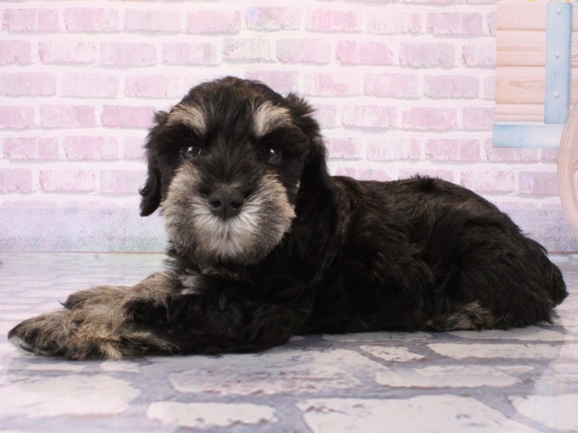 京都府のミニチュアシュナウザー (Coo&RIKU京都河原町店/2025年12月21日生まれ/女の子/ブラックシルバー)の子犬の3枚目の画像