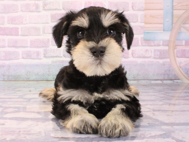 大阪府のミニチュアシュナウザー (Coo&RIKU梅田店/2025年12月21日生まれ/男の子/ブラックシルバー)の子犬の1枚目の画像