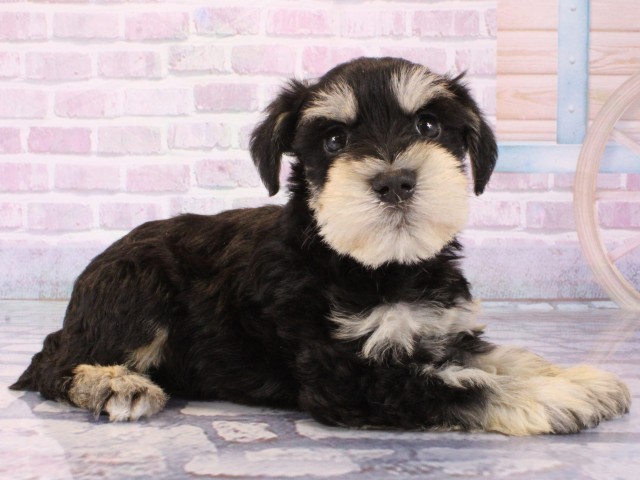 大阪府のミニチュアシュナウザー (Coo&RIKU梅田店/2025年12月21日生まれ/男の子/ブラックシルバー)の子犬の2枚目の画像