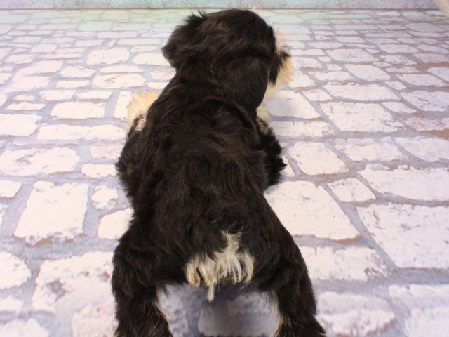 大阪府のミニチュアシュナウザー (Coo&RIKU梅田店/2025年12月21日生まれ/男の子/ブラックシルバー)の子犬の4枚目の画像