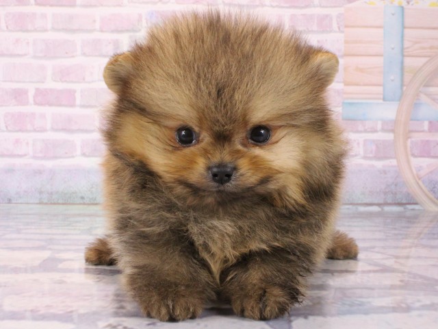 兵庫県のポメラニアン (Coo&RIKU尼崎店/2025年12月20日生まれ/男の子/オレンジセーブル)の子犬の1枚目の画像