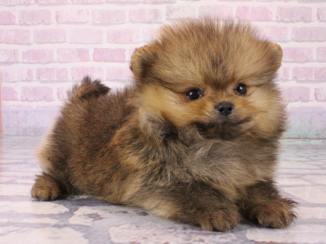 兵庫県のポメラニアン (Coo&RIKU尼崎店/2025年12月20日生まれ/男の子/オレンジセーブル)の子犬の2枚目の画像
