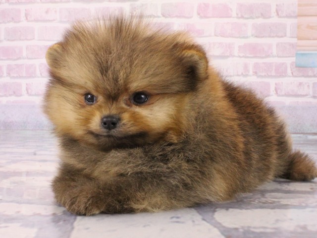 兵庫県のポメラニアン (Coo&RIKU尼崎店/2025年12月20日生まれ/男の子/オレンジセーブル)の子犬の3枚目の画像