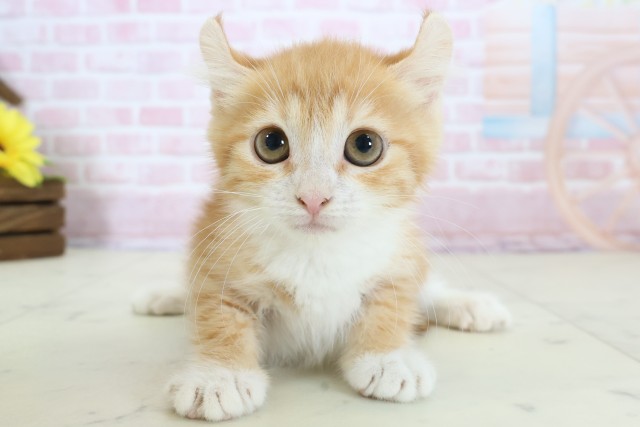 福岡県のキンカロー (Coo&RIKU筑後店/2025年12月1日生まれ/女の子/レッドタビーホワイト)の子猫の1枚目の画像