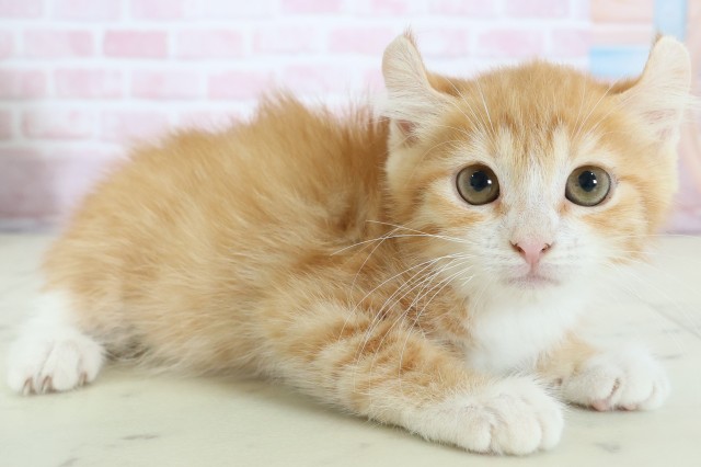 福岡県のキンカロー (Coo&RIKU筑後店/2025年12月1日生まれ/女の子/レッドタビーホワイト)の子猫の2枚目の画像