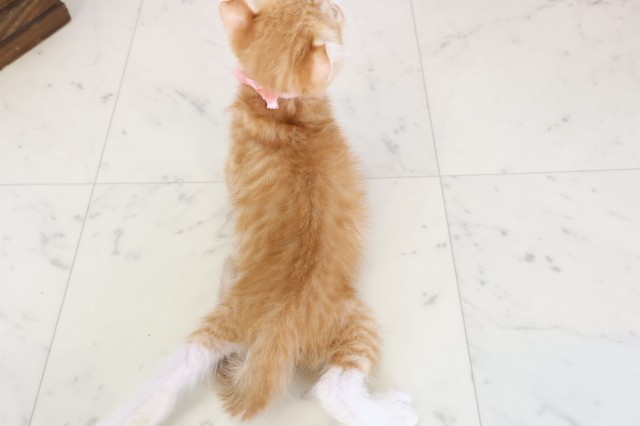 福岡県のキンカロー (Coo&RIKU筑後店/2025年12月1日生まれ/女の子/レッドタビーホワイト)の子猫の4枚目の画像