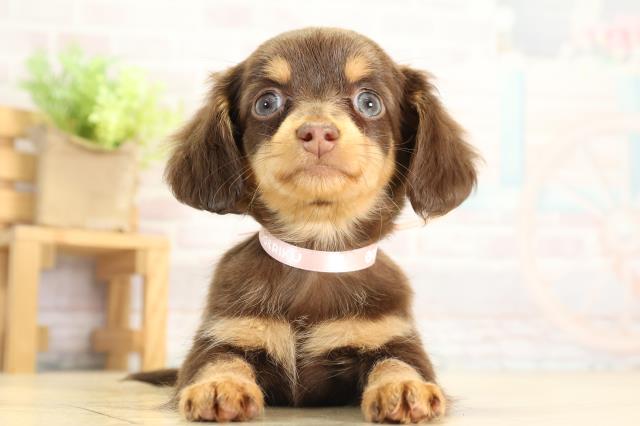 三重県のチワックス(チワワ×ダックス) (Coo&RIKU津高茶屋店/2025年12月19日生まれ/女の子/チョコレートタン)の子犬の1枚目の画像