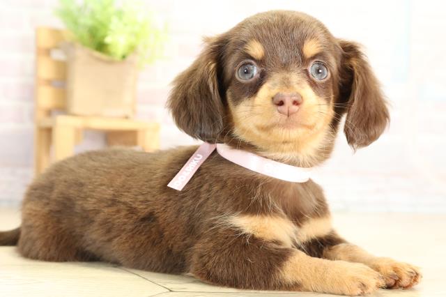 三重県のチワックス(チワワ×ダックス) (Coo&RIKU津高茶屋店/2025年12月19日生まれ/女の子/チョコレートタン)の子犬の2枚目の画像