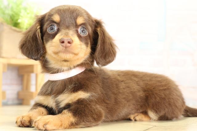 三重県のチワックス(チワワ×ダックス) (Coo&RIKU津高茶屋店/2025年12月19日生まれ/女の子/チョコレートタン)の子犬の3枚目の画像