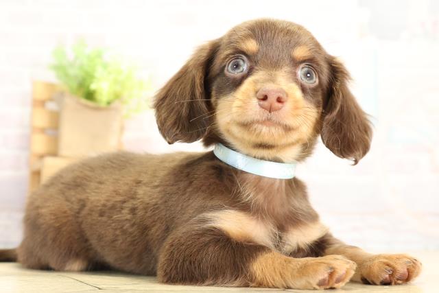 三重県のチワックス(チワワ×ダックス) (Coo&RIKU四日市店/2025年12月19日生まれ/男の子/チョコレートタン)の子犬の2枚目の画像