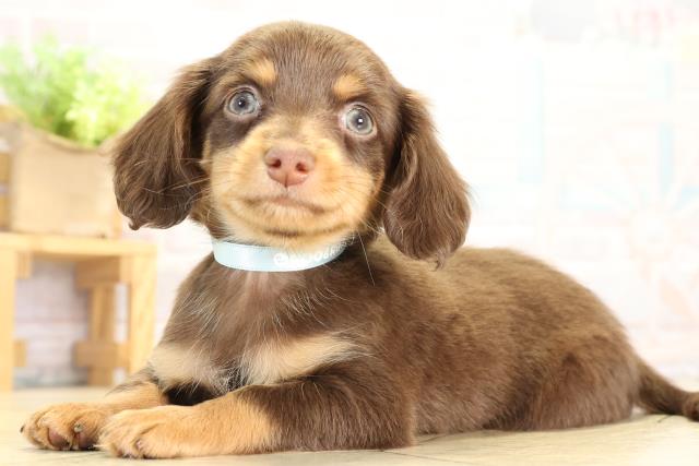 三重県のチワックス(チワワ×ダックス) (Coo&RIKU四日市店/2025年12月19日生まれ/男の子/チョコレートタン)の子犬の3枚目の画像