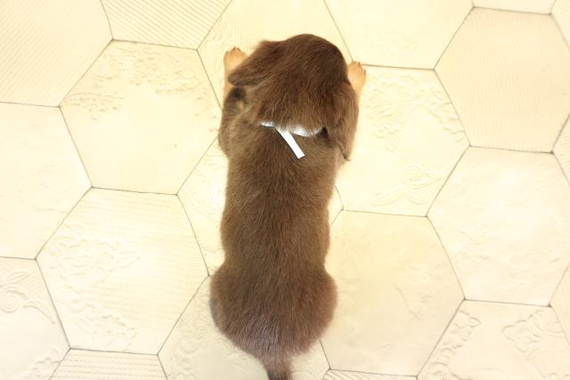 三重県のチワックス(チワワ×ダックス) (Coo&RIKU四日市店/2025年12月19日生まれ/男の子/チョコレートタン)の子犬の4枚目の画像