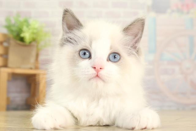 愛知県のラグドール (Coo&RIKU東海一宮店/2025年12月17日生まれ/女の子/ブルーポイントバイカラー)の子猫の1枚目の画像