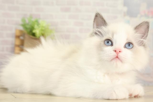 愛知県のラグドール (Coo&RIKU東海一宮店/2025年12月17日生まれ/女の子/ブルーポイントバイカラー)の子猫の2枚目の画像