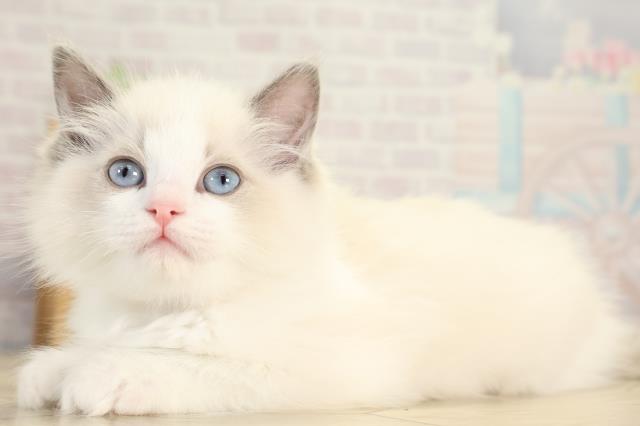 愛知県のラグドール (Coo&RIKU東海一宮店/2025年12月17日生まれ/女の子/ブルーポイントバイカラー)の子猫の3枚目の画像