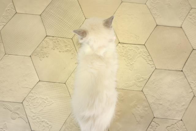 愛知県のラグドール (Coo&RIKU東海一宮店/2025年12月17日生まれ/女の子/ブルーポイントバイカラー)の子猫の4枚目の画像