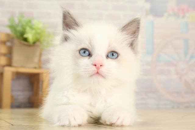 岐阜県のラグドール (Coo&RIKU各務原店/2025年12月17日生まれ/女の子/ブルーポイントバイカラー)の子猫の1枚目の画像