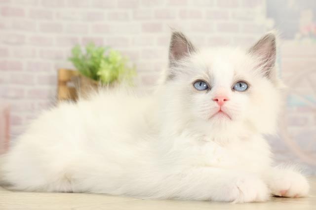 岐阜県のラグドール (Coo&RIKU各務原店/2025年12月17日生まれ/女の子/ブルーポイントバイカラー)の子猫の2枚目の画像