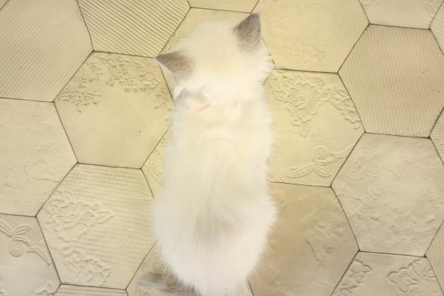 岐阜県のラグドール (Coo&RIKU各務原店/2025年12月17日生まれ/女の子/ブルーポイントバイカラー)の子猫の4枚目の画像