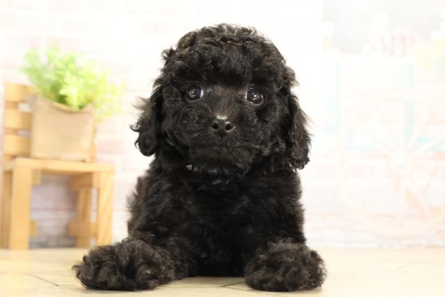 岐阜県のトイプードル(トイ) (Coo&RIKU岐阜店/2025年12月20日生まれ/女の子/ブラック)の子犬の1枚目の画像