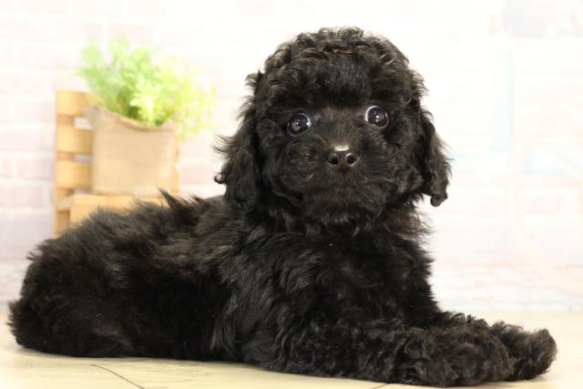 岐阜県のトイプードル(トイ) (Coo&RIKU岐阜店/2025年12月20日生まれ/女の子/ブラック)の子犬の2枚目の画像