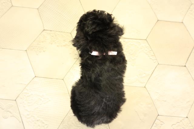 岐阜県のトイプードル(トイ) (Coo&RIKU岐阜店/2025年12月20日生まれ/女の子/ブラック)の子犬の4枚目の画像