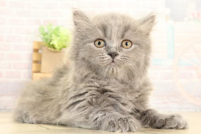 岐阜県のブリティッシュロングヘアー (Coo&RIKU岐阜店/2025年12月18日生まれ/女の子/ブルー)の子猫の2枚目の画像