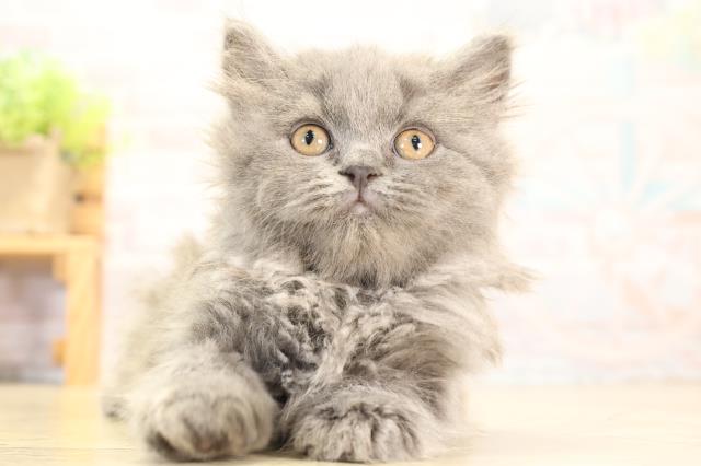 岐阜県のブリティッシュロングヘアー (Coo&RIKU各務原店/2025年12月18日生まれ/女の子/ブルー)の子猫の1枚目の画像