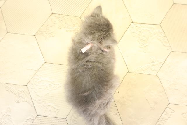 岐阜県のブリティッシュロングヘアー (Coo&RIKU各務原店/2025年12月18日生まれ/女の子/ブルー)の子猫の4枚目の画像