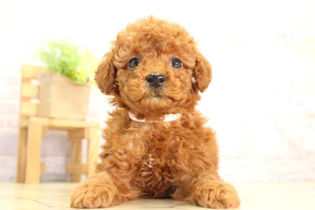 愛知県のトイプードル(トイ) (Coo&RIKU名古屋中川店/2025年12月21日生まれ/女の子/レッドフォーン)の子犬の1枚目の画像