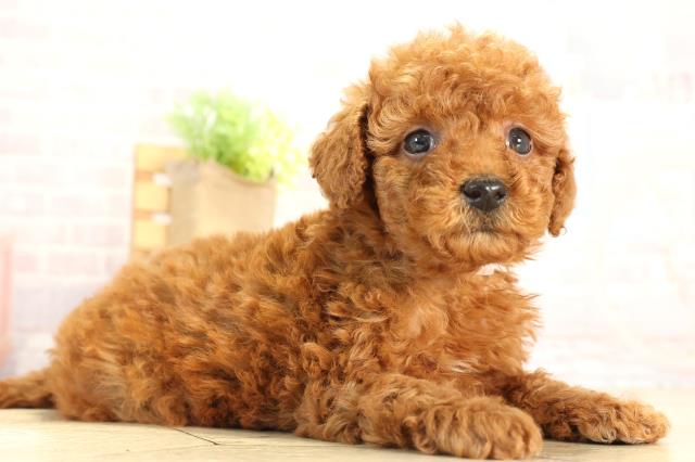 愛知県のトイプードル(トイ) (Coo&RIKU名古屋中川店/2025年12月21日生まれ/女の子/レッドフォーン)の子犬の2枚目の画像