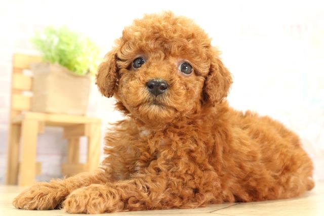 愛知県のトイプードル(トイ) (Coo&RIKU名古屋中川店/2025年12月21日生まれ/女の子/レッドフォーン)の子犬の3枚目の画像