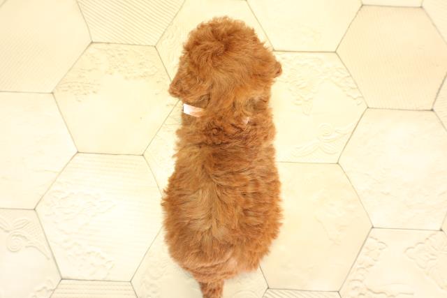 愛知県のトイプードル(トイ) (Coo&RIKU名古屋中川店/2025年12月21日生まれ/女の子/レッドフォーン)の子犬の4枚目の画像